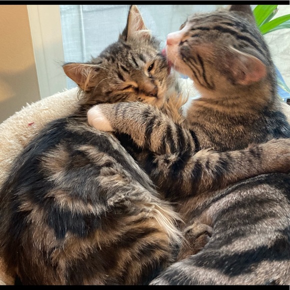 Kittens ๐ป๐ป๐ป - Picture 4 of 16